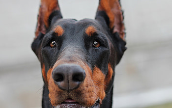 Animals, Dog, Muzzle, Doberman HD wallpaper