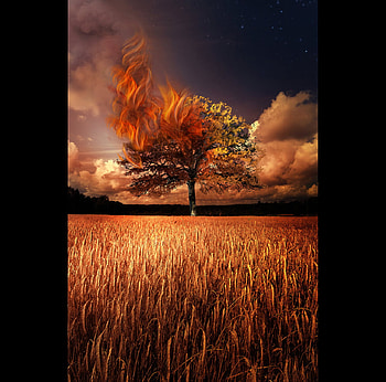 Firetree, abstract, 3d, art, red, fire, tree HD wallpaper