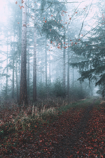 Nature, Forest, Fog, Branches, Path HD phone wallpaper