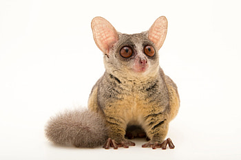 Bush Baby (Galago), Joel Sartore wildlife graphy, Adorable primate, Ani040 00534 HD wallpaper