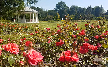 Rose Garden, roses, red, Latvia, gazebo, garden HD wallpaper