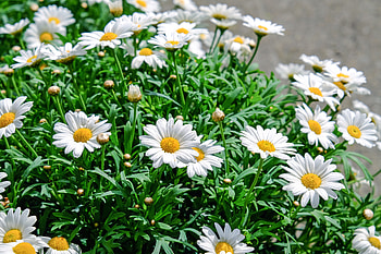 Flowers, Camomile, Flower Bed, Flowerbed HD wallpaper