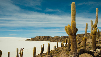 Isla Incahuasi, Uyuni Salt Flat, Bolivia HD wallpaper