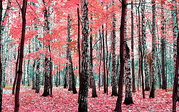 Birch tree , Birch tree, Tree , Birch tree home depot HD wallpaper