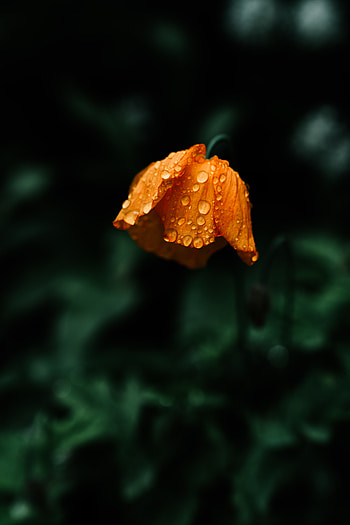 Drops, Flower, Macro, Wet HD phone wallpaper