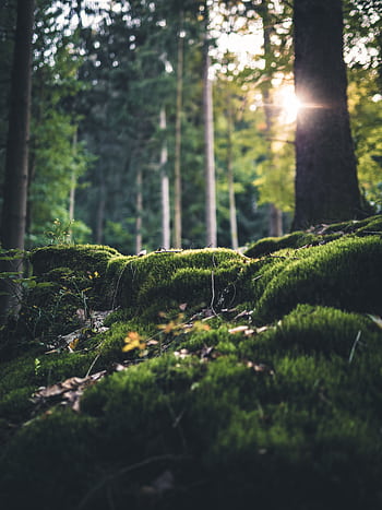 Sunlight filtering through trees on a moss-covered forest floor in Germany. Tranquil and natural setting. HD phone wallpaper