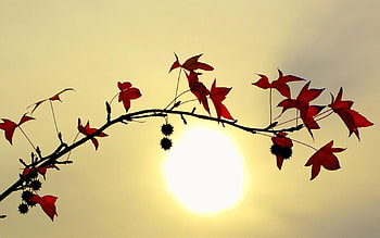 Plants, Leaves HD wallpaper