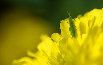Insects, Grasshoppers HD wallpaper