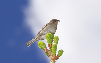 Animals, Sky, Leaves, Clouds, Bird, Beak, Sparrow, Branch, Leaflet HD wallpaper