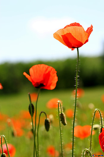 Meadow, Poppy Flowers HD phone wallpaper