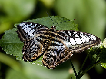 butterflies in the forest, butterflies, animals, trees, nature, grass HD wallpaper