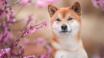 Brown White Shiba Inu Dog Is Standing In Blur Pink Blossom Flowers Tree Branches Background Dog HD wallpaper
