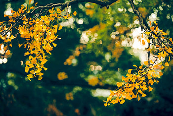 Ginkgo Biloba, Superplant, Provisoren, Nature's miracle HD wallpaper