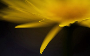 Flower, Macro, Glare, Petals, Greased, Smeared HD wallpaper