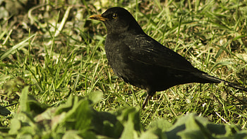 Common Blackbird, Playful hopping, Grassy landscapes, Bird watching HD wallpaper