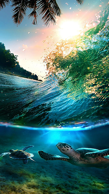 Tropical Sea Island Turtles - High quality htc one and abstract backgrounds designed by the best and creative artists in the world. HD phone wallpaper
