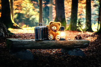 Teddy Bears Cute Alone in Forest, teddy-bears, cute, alone, forest, sad HD wallpaper