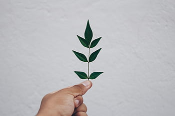 Close-up of a hand holding a green leafy twig against a white wall, symbolizing simplicity and nature. HD wallpaper