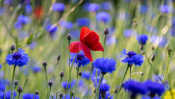 Poppy flowers, Spring meadows, , beauty HD wallpaper