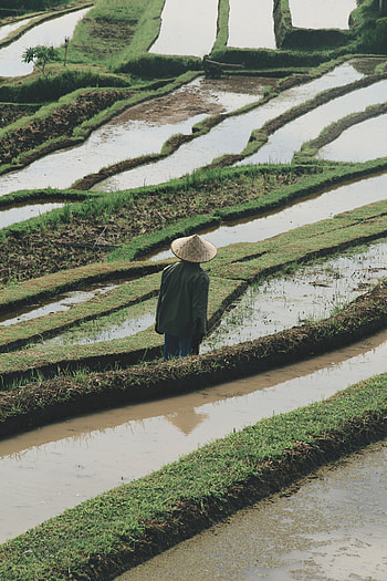 Water, Fields, Miscellanea, Miscellaneous, Human, Person, Hat, Rice Fields HD phone wallpaper