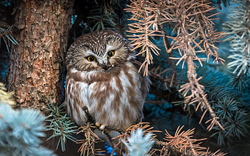North American Boreal Owl, nature, raptor, bird, tree HD wallpaper