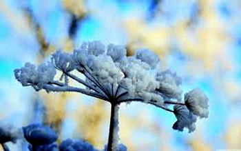 Snow Flowers, Flowers, Winter, Nature, Snow HD wallpaper