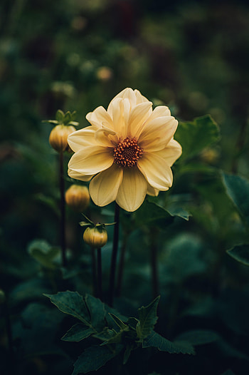 Flowers, Flower, Plant, Dahlia HD phone wallpaper
