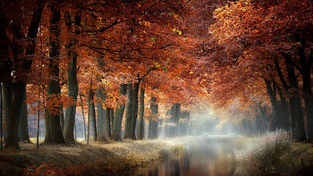 Morning Mist, mist, fog, nature, Morning HD wallpaper