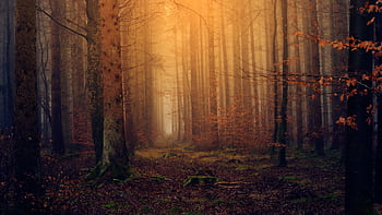 Explore the atmospheric fall forest with fog and sunlight filtering through tall trees. HD wallpaper