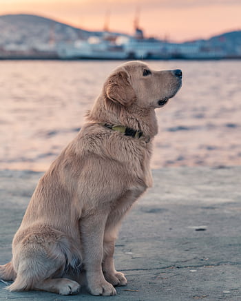 A golden retriever sits by the water at sunset with a scenic backdrop. HD phone wallpaper