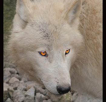 Amber Wolf Eyes, winter, dog, lone wolf, canis lupus, wolf pack, wolf, howling, abstract, pack, snow, mythical, majestic, white, timber, wolves, lobo, grey, howl, grey wolf, beautiful, spirit, wild animal black, nature, friendship, canine, arctic, wolf , solitude HD wallpaper