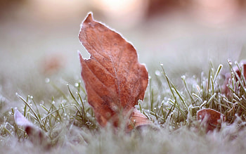Leave, beautiful, nature, amazing HD wallpaper