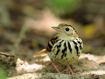 Cute Bird, cool, cute, bird HD wallpaper