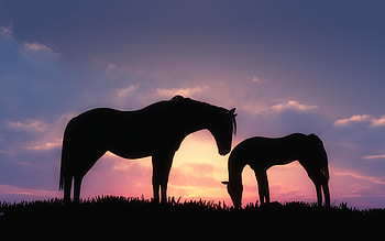 Horses Sunset, horse, animals, sunset, nature HD wallpaper