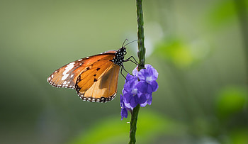 Animal, butterfly HD wallpaper