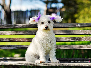 PAMPERED,SPOILED,POOCH, cute, pooch, adorable, pampered HD wallpaper