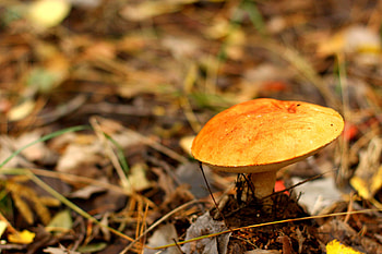 Greville's bolete, Forest Mushrooms HD wallpaper