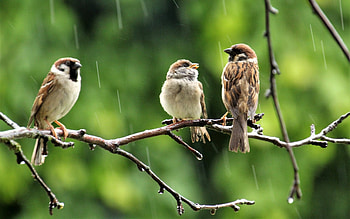 Sparrows at Rain, Latvia, birds, rain, sparrows HD wallpaper