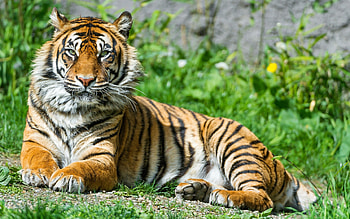 Tiger PC , , , Roaring power HD wallpaper