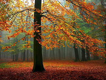 Colorful tree in autumn forest, colorful, sunstream, leaves, fall, autumn, forest, tree HD wallpaper