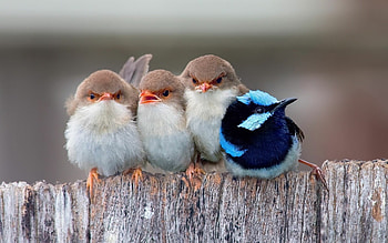 Cute bird , quality, Feathered companions, Captivating beauty HD wallpaper