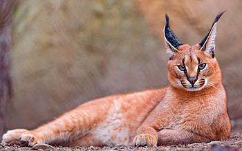 Wildlife graphy, Striking features, Captivating eyes, Natural habitat HD wallpaper