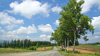 Nature, Birches, Road, Country, Countryside HD wallpaper