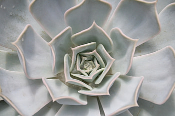 White succulent, plant, white, nature, macro, succulent HD wallpaper
