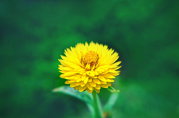 Flowers, Flower, Close-Up HD wallpaper