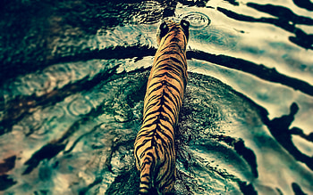 Tiger In Disneys Animal Kingdom, animals, tiger, predator HD wallpaper
