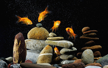Gold Fish, Nature, Aquarium HD wallpaper