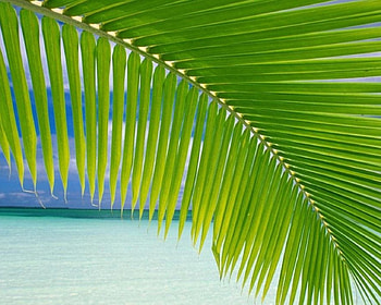 normal day at the beach, boat, lady bug, leaf, beach HD wallpaper