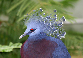 Goura Victoria, blue, feather, victoria crowned pigeon, bird, green, pasare, fan HD wallpaper