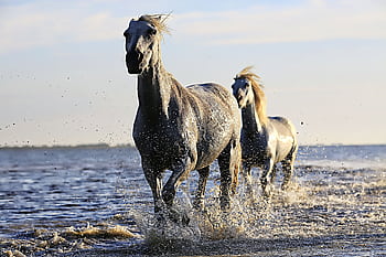Majestic white horses galloping through water, capturing the essence of dom and beauty. HD wallpaper